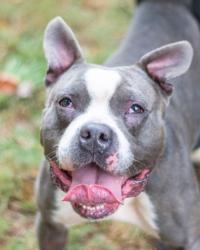 Shelter Stray Male Dog last seen Near Statler Dr, 30035, GA, 3280 Chamblee Dunwoody Rd, Chamblee, GA 30341, USA