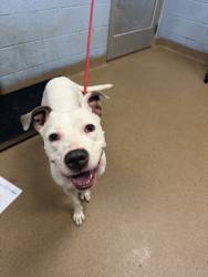 Shelter Stray Female Dog last seen Near Memorial Dr, Stone Mountain, GA 30083, 30083, GA, 3280 Chamblee Dunwoody Rd, Chamblee, GA 30341, USA