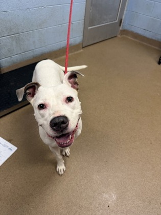Shelter Stray Female Dog last seen Near Memorial Dr, Stone Mountain, GA 30083, 30083, GA, 3280 Chamblee Dunwoody Rd, Chamblee, GA 30341, USA