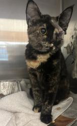 Shelter Stray Female Cat last seen Near N Stone Mount. Lithonia Rd, Stone Mount. 30088, 30088, GA, 3280 Chamblee Dunwoody Rd, Chamblee, GA 30341, USA