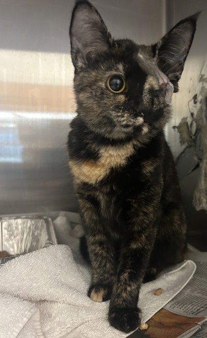 Shelter Stray Female Cat last seen Near N Stone Mount. Lithonia Rd, Stone Mount. 30088, 30088, GA, 3280 Chamblee Dunwoody Rd, Chamblee, GA 30341, USA