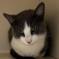 Shelter Stray Female Cat last seen Near David Road, Chamblee, GA, 30341, 30341, GA, 3280 Chamblee Dunwoody Rd, Chamblee, GA 30341, USA