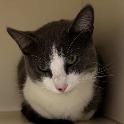 Shelter Stray Female Cat last seen Near David Road, Chamblee, GA, 30341, 30341, GA, 3280 Chamblee Dunwoody Rd, Chamblee, GA 30341, USA