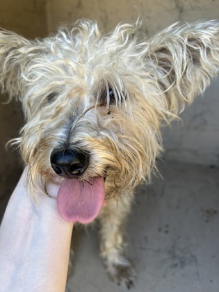 Shelter Stray Male Dog last seen Near Better Tomorrow Dr, City of Knoxville ASO, TN, 3201 Division St, Knoxville, TN 37919, USA