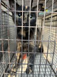 Shelter Stray Female Cat last seen Near J R Dr, City of Knoxville ASO, TN, 3201 Division St, Knoxville, TN 37919, USA