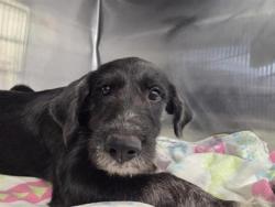 Shelter Stray Male Dog last seen CR 308, Williamson County, TX, 1855 SE Inner Loop, Georgetown, TX 78626, USA