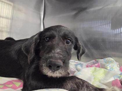 Shelter Stray Male Dog last seen CR 308, Williamson County, TX, 1855 SE Inner Loop, Georgetown, TX 78626, USA
