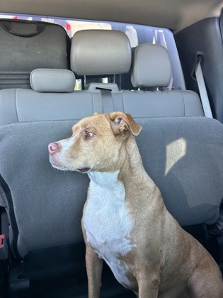 Shelter Stray Female Dog last seen HAWKSBURY WAY, City of Cedar Park, TX, 1855 SE Inner Loop, Georgetown, TX 78626, USA