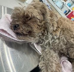 Shelter Stray Male Dog last seen Near S NORMANDALE ST 231, West District, TX, 355 Hillshire Dr, Haslet, TX 76052, USA