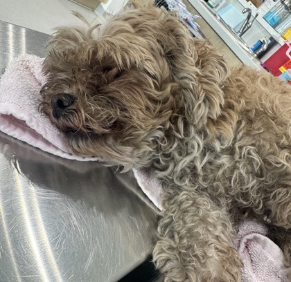 Shelter Stray Male Dog last seen Near S NORMANDALE ST 231, West District, TX, 355 Hillshire Dr, Haslet, TX 76052, USA