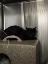 Shelter Stray Unknown Cat last seen 3rd Street & B street, Roseville City, CA, 200 Tahoe Ave, Roseville, CA 95678, USA