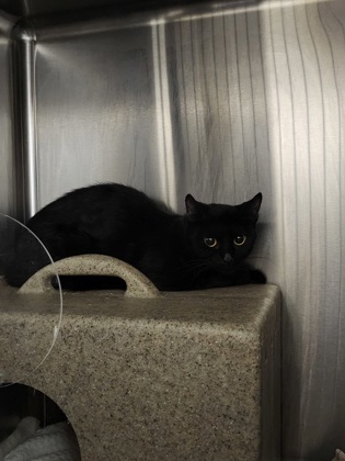 Shelter Stray Unknown Cat last seen 3rd Street & B street, Roseville City, CA, 200 Tahoe Ave, Roseville, CA 95678, USA