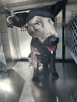 Shelter Stray Female Dog last seen Near ANGLE AVE, North District,, 355 Hillshire Dr, Haslet, TX 76052, USA