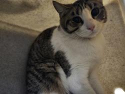 Shelter Stray Unknown Cat last seen 3rd Street & B street, Roseville City, CA, 200 Tahoe Ave, Roseville, CA 95678, USA