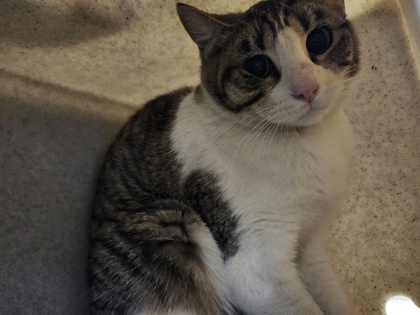 Shelter Stray Unknown Cat last seen 3rd Street & B street, Roseville City, CA, 200 Tahoe Ave, Roseville, CA 95678, USA