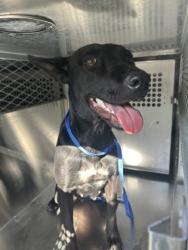 Shelter Stray Female Dog last seen Near ANGLE AVE, North District,, 355 Hillshire Dr, Haslet, TX 76052, USA