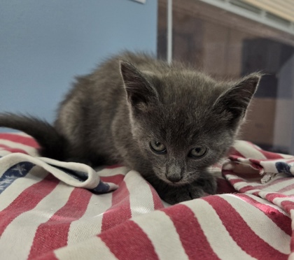 Shelter Stray Female Cat last seen Found 3rd St/ 4th St, Benton County, OR, 398 SW Twin Oaks Cir, Corvallis, OR 97333, USA
