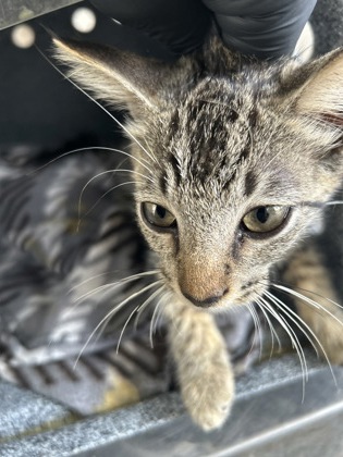 Shelter Stray Female Cat last seen Near R W BIVENS, East District, TX, 355 Hillshire Dr, Haslet, TX 76052, USA