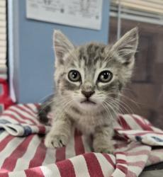 Shelter Stray Male Cat last seen Found 3rd St/ 4th St, Benton County, OR, 398 SW Twin Oaks Cir, Corvallis, OR 97333, USA