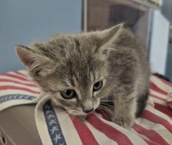 Shelter Stray Female Cat last seen Found 3rd St/ 4th St, Benton County, OR, 398 SW Twin Oaks Cir, Corvallis, OR 97333, USA