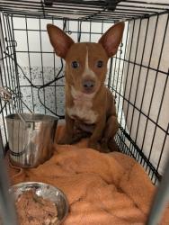 Shelter Stray Male Dog last seen Near Carpenter Drive, Atlanta, GA, 1251 Fulton Industrial Blvd NW, Atlanta, GA 30336, USA