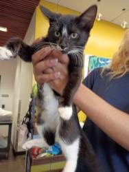 Shelter Stray Female Cat last seen Near Fitzgerald Pl, Atlanta, GA, 1251 Fulton Industrial Blvd NW, Atlanta, GA 30336, USA