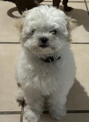 Lost Female Dog last seen Jupiter and p ave, Plano, TX 75074