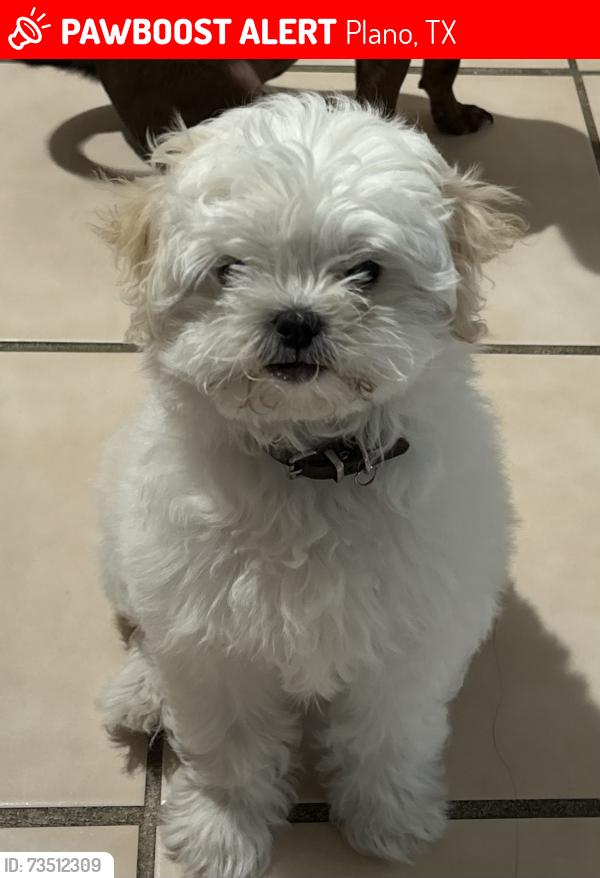 Lost Female Dog last seen Jupiter and p ave, Plano, TX 75074