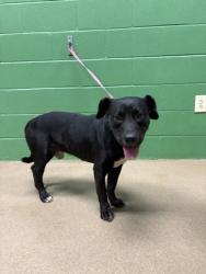 Shelter Stray Male Dog last seen Near Shawnee Ave, 29626, Anderson County, SC, 1320 US-29, Anderson, SC 29626, USA