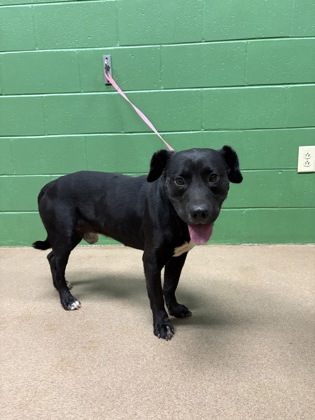 Shelter Stray Male Dog last seen Near Shawnee Ave, 29626, Anderson County, SC, 1320 US-29, Anderson, SC 29626, USA