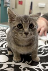 Shelter Stray Male Cat last seen Eller Rd and 116th St, HC Strays by Out of County Residents, IN, 10501 Hague Rd, Fishers, IN 46038, USA