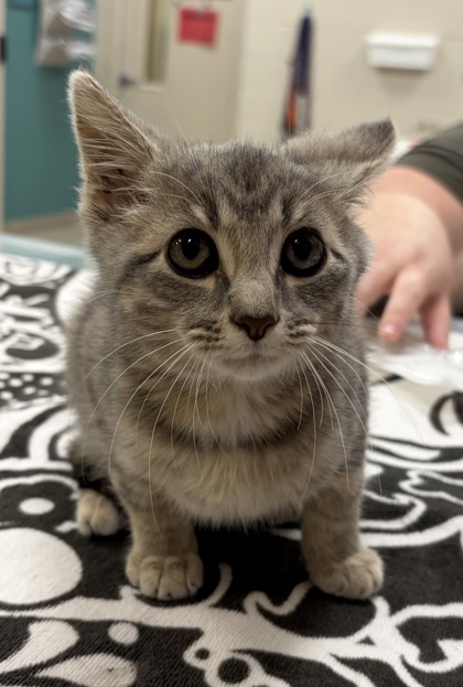 Shelter Stray Male Cat last seen Eller Rd and 116th St, HC Strays by Out of County Residents, IN, 10501 Hague Rd, Fishers, IN 46038, USA
