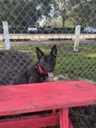 Shelter Stray Female Dog last seen Near 9th Str SW, IRC AC, FL, 6230 77th St, Vero Beach, FL 32967, USA