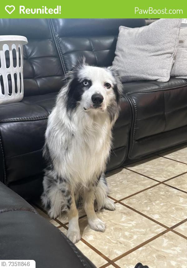 Reunited Male Dog last seen Sherry street and Kent drive, Arlington, TX 76010