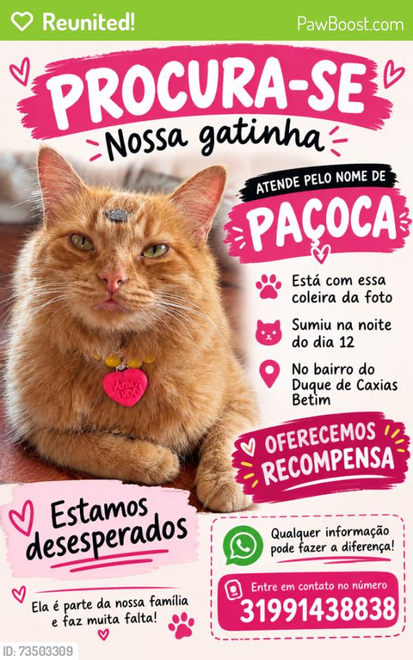 Reunited Female Cat last seen Rua Bruxelas, Duque de Caxias, MG 32673-502