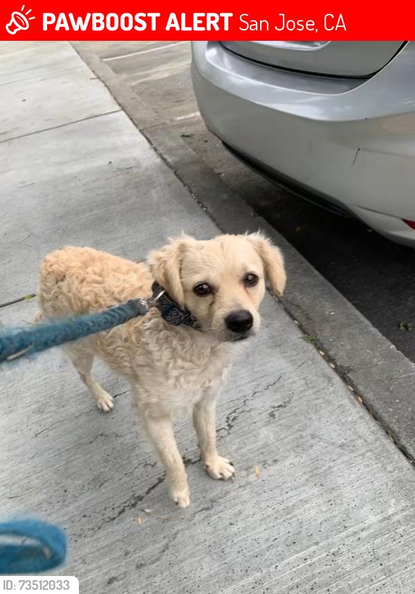 Lost Male Dog last seen Chinese cultural garden, San Jose, CA 95116