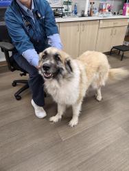 Reunited Female Dog last seen Denver and N East Park View, Park City, KS 67219