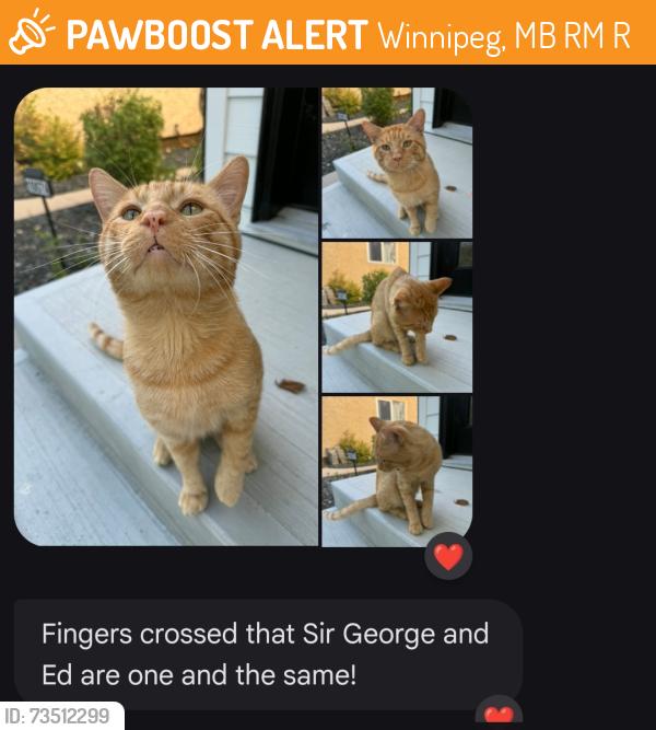 Found/Stray Male Cat last seen Wilton street and Guelph, Winnipeg, MB R3M 1R4
