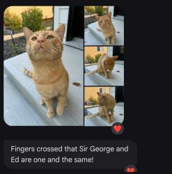 Found/Stray Male Cat last seen Wilton street and Guelph, Winnipeg, MB R3M 1R4