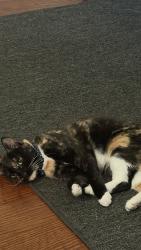 Reunited Female Cat last seen Parkway dr, La Mesa, CA 91942