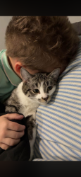 Lost Female Cat last seen between 15th and 16th on 3rd ave, Terre Haute, IN 47807