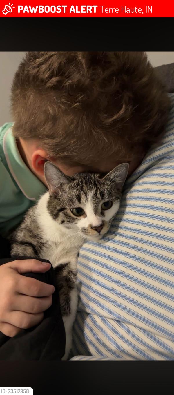 Lost Female Cat last seen between 15th and 16th on 3rd ave, Terre Haute, IN 47807