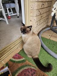 Reunited Female Cat last seen 19A Cambrian Mall, Alexander Heights WA 6064, Australia, Alexander Heights, WA 6064