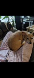 Reunited Female Dog last seen Wales st and 50th Ave, Vancouver, BC V5S 1N6