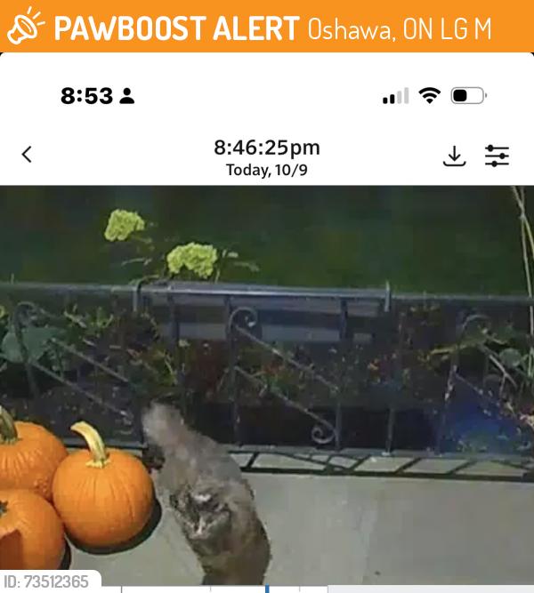Found/Stray Female Cat last seen Rossland and Somerville, Oshawa, ON L1G 4M4