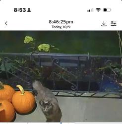 Found/Stray Female Cat last seen Rossland and Somerville, Oshawa, ON L1G 4M4