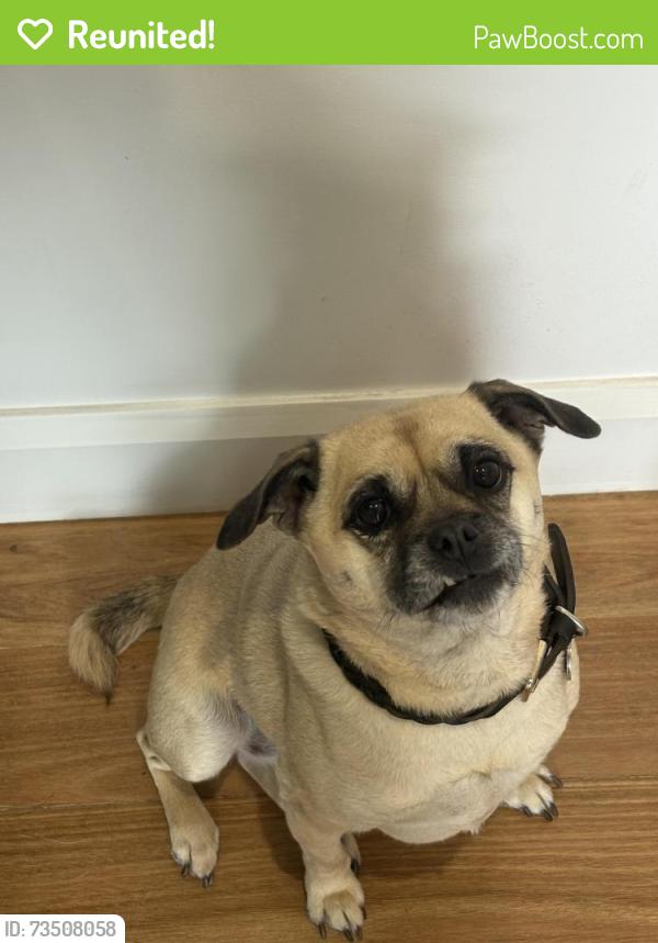 Reunited Female Dog last seen Queen street, Altona, VIC 3018