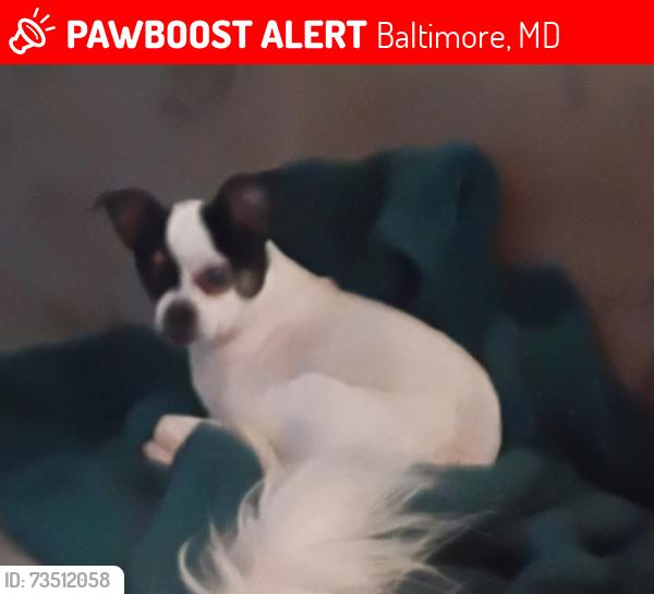 Lost Female Dog last seen ..rayshire rd ..wegworth lane ..Mallview rd Lakeland park ..Lakeland Middleschool.., Baltimore, MD 21230