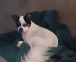 Lost Female Dog last seen ..rayshire rd ..wegworth lane ..Mallview rd Lakeland park ..Lakeland Middleschool.., Baltimore, MD 21230