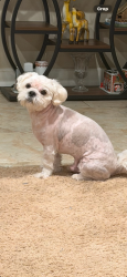 Reunited Male Dog last seen Bushard and Hamilton, Huntington Beach, CA 92646